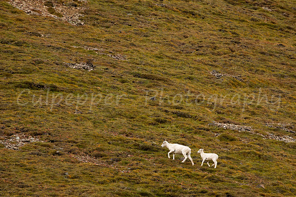 Dall Sheep
