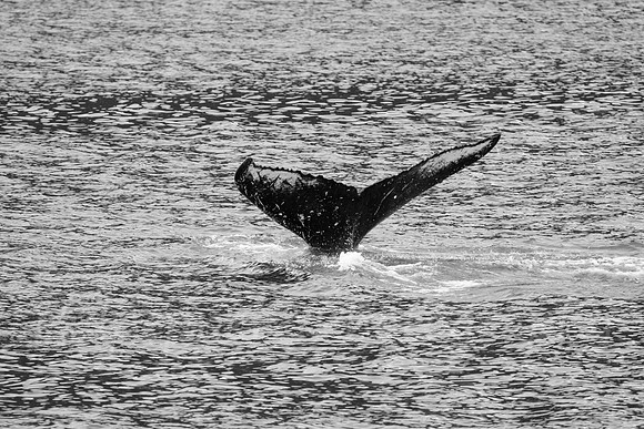 Humpback Identity