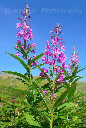Alaskan Summer Calendar