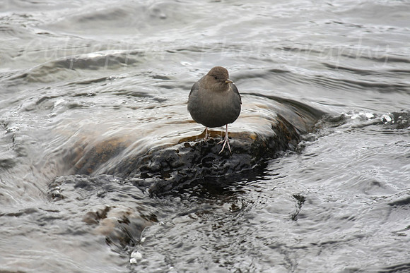 American Dipper