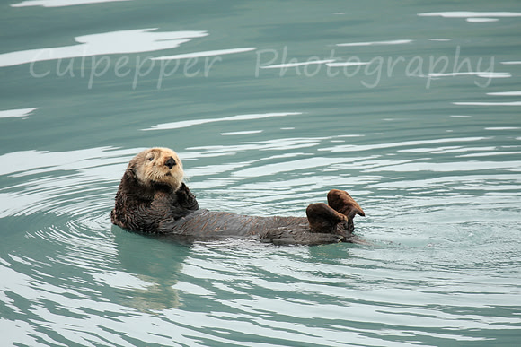 Sea Otter