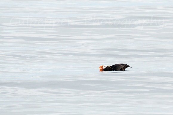 Skimming for Fish