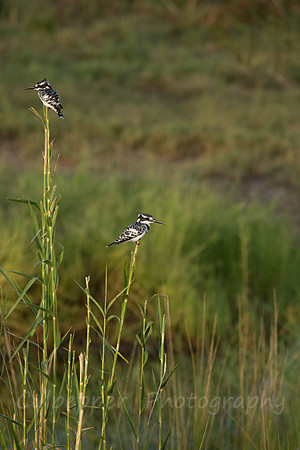 Pied Kingfishers
