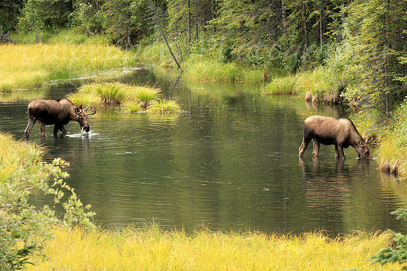Moose