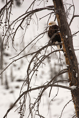 Resting Eagle