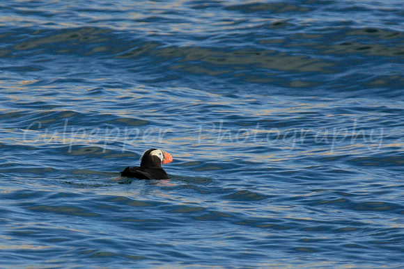 Tufted Puffin
