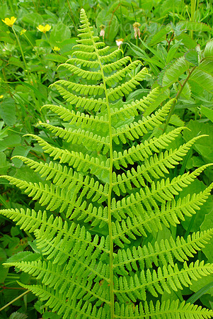 Fern