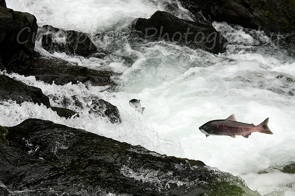 Leap of Faith
