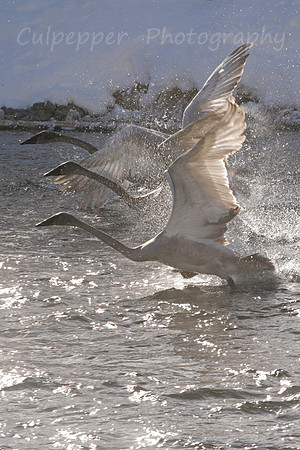 Cygnets in Flight