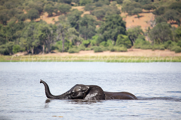 Taking a Swim