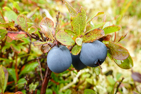 Blueberry Bash