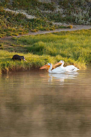Stealing the Catch