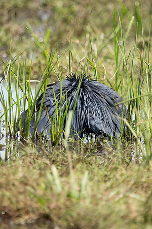 Black Heron Trickery