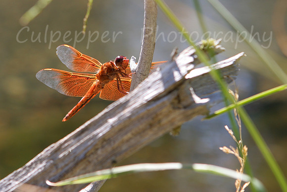 Dragonfly