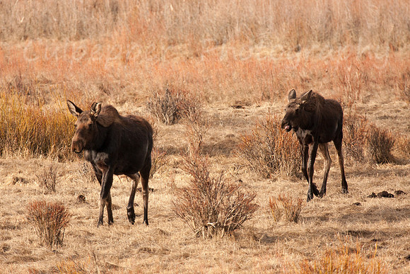 Mama Moose and Calf
