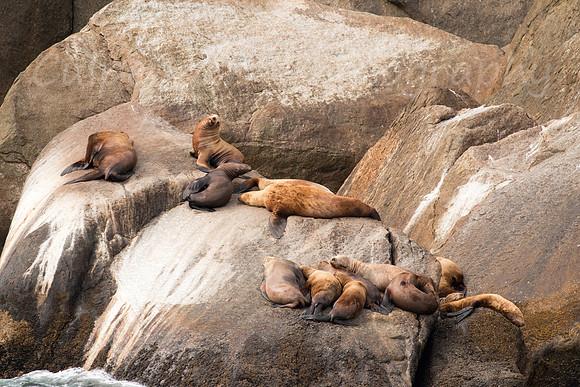 On a Rock