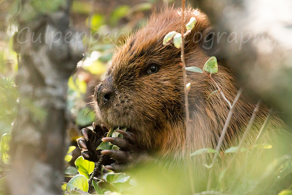 Beaver Food