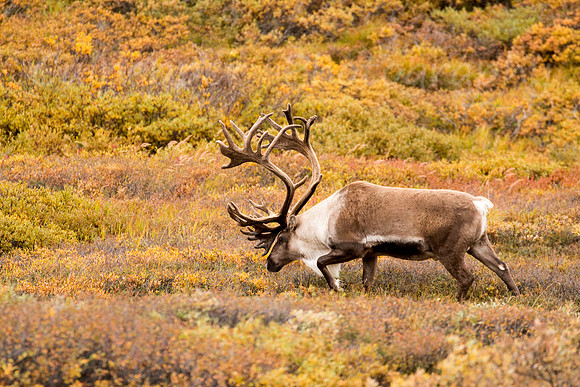 Big Bull Caribou