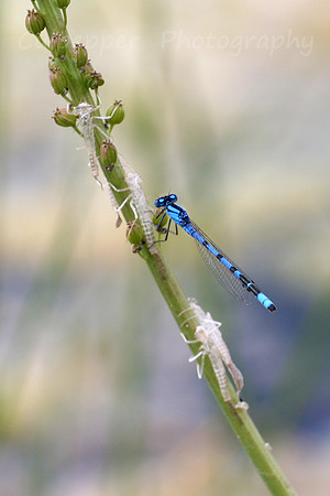 Damsel in Distress
