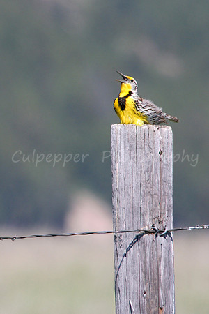 Song of a Meadowlark