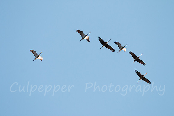 Cranes in Flight