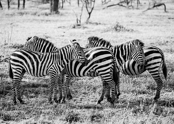 Zebra Defense