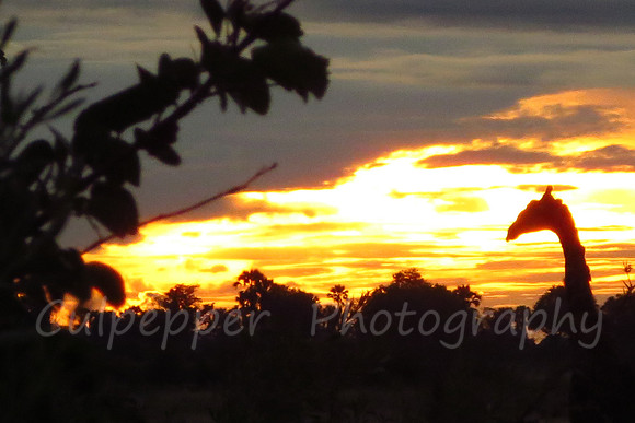 Sunset Silhouette
