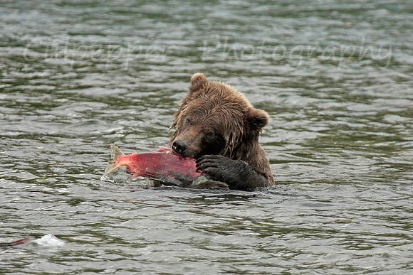 Hungry Bear