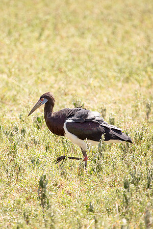 Abdim's Stork