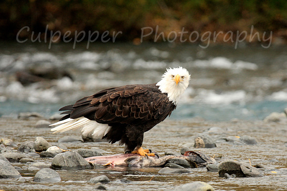 Proud Eagle