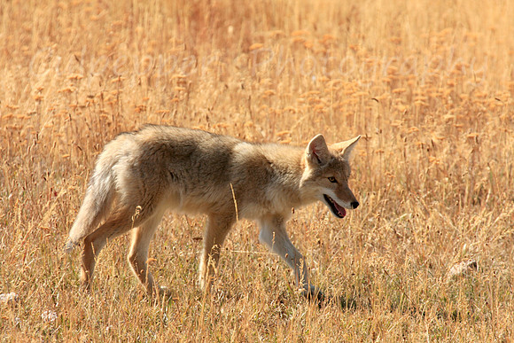 Young Coyote