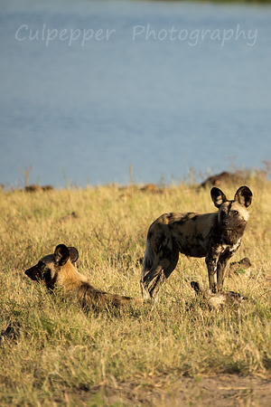 Painted Dog Lookouts