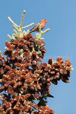 Red Crossbill