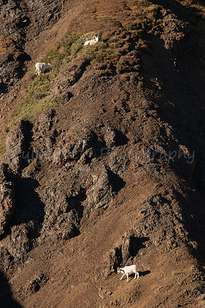 Dall Sheep Land