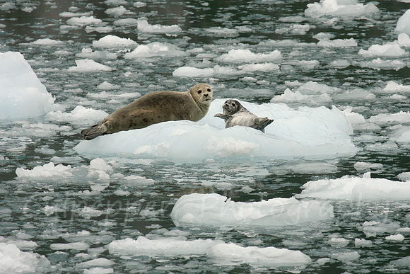 Harbor Seal and Pup