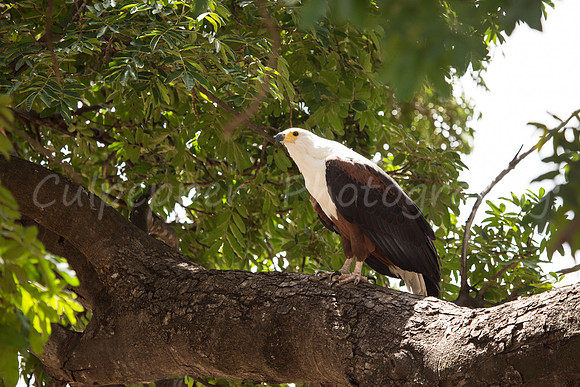 African Fish-Eagle