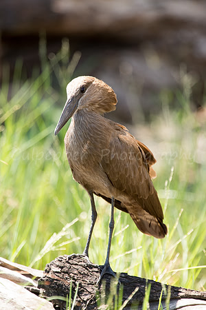 Standing Hamerkop