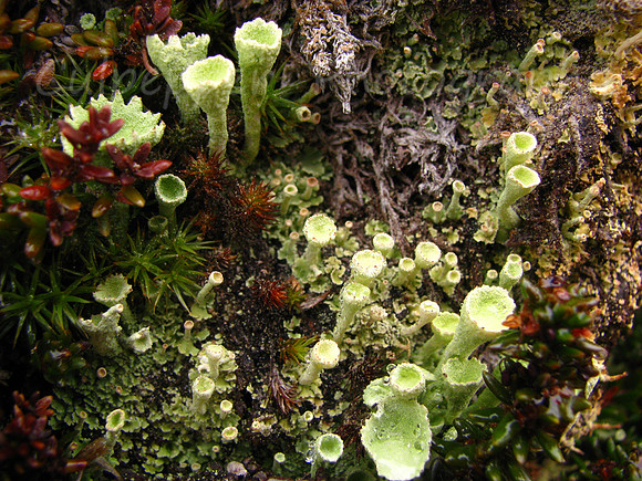 Macro World