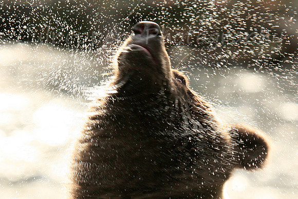 Shake it off