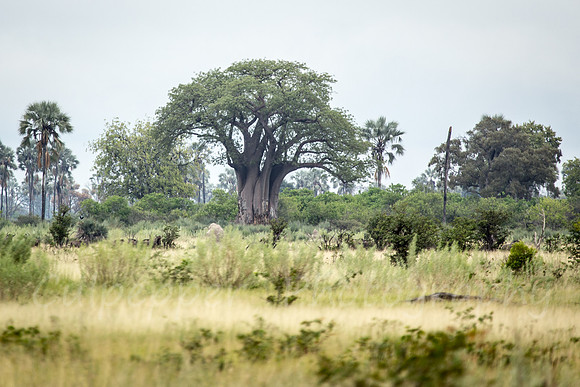 Tree of Life