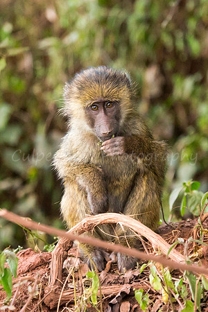 Young Observer