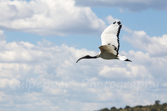 African Sacred Ibis