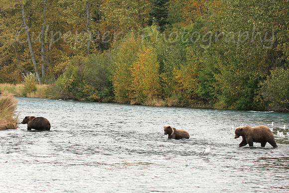 Three Bears