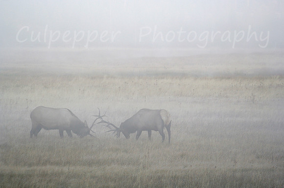 Morning Duel