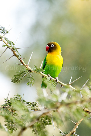 Lovebird