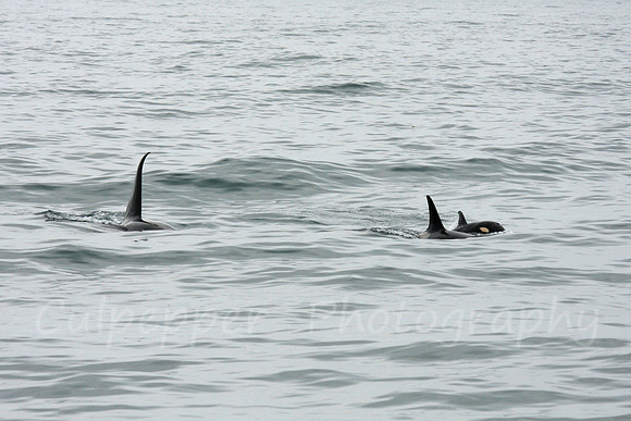Orca Family