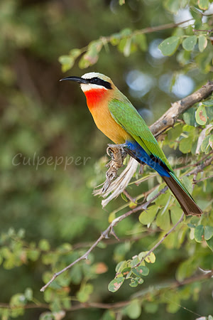 White-Fronted Bee-eater