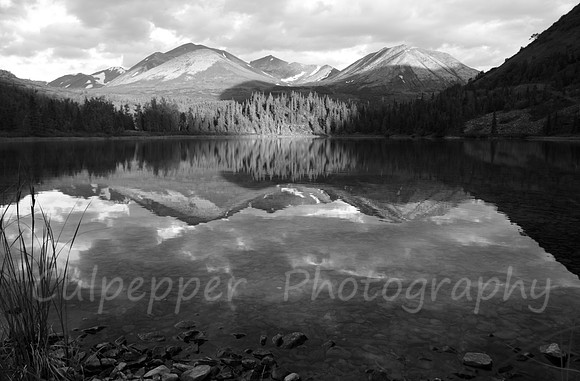 Swan Lake B+W