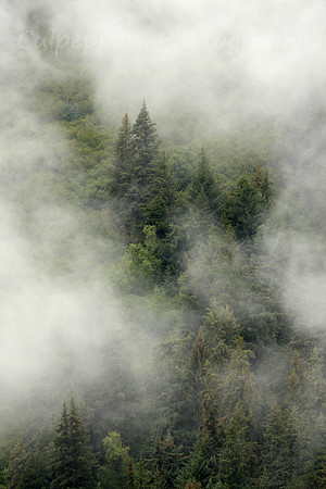 Cloud Forest
