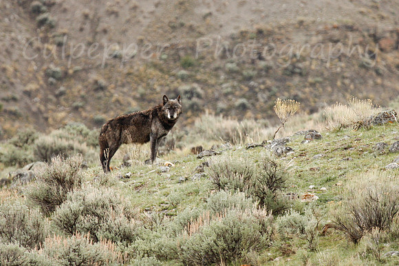 Black Wolf